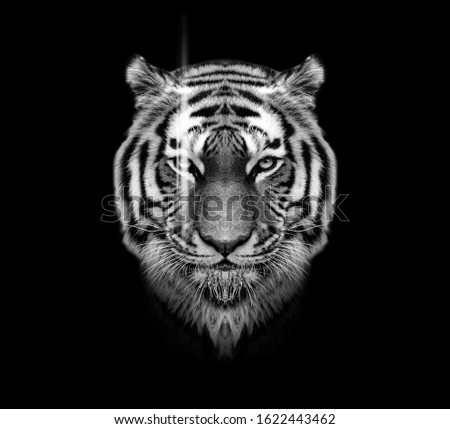 tiger head black and white 
