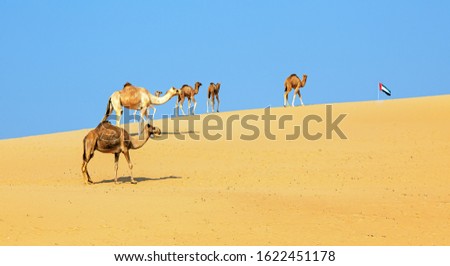 Dubai desert and camels, United Arab Emirates