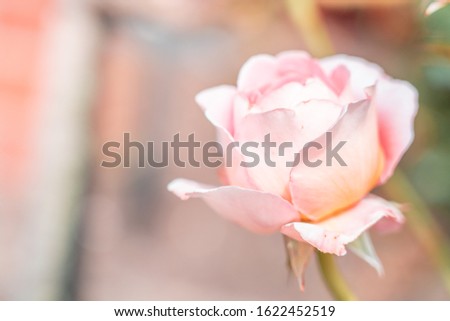 Isolated Fresh Rose, close up