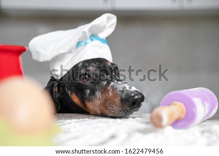 Close up portrait of black and tan dachshund baker in white chef hat putting its head on the kitchen table, all in flour. Cooking process, dough roll and ingredients. Indoors, funny picture.
