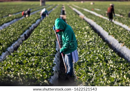 Woman farm worker in green sweatshirt in strawberry field with shovel and other farms workers and rows of strawberry plants in background Royalty-Free Stock Photo #1622521543