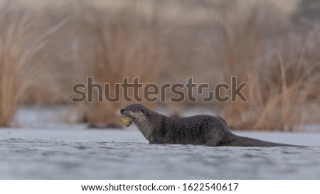 otter in the marsh in idaho