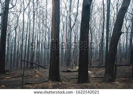 Australian bushfires aftermath: burnt eucalyptus trees damaged by the fire Royalty-Free Stock Photo #1622542021