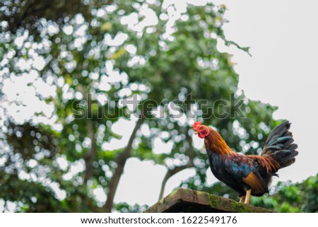 Beautiful Rooster standing on the stone in blurred nature green background.rooster going to crow.