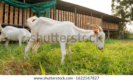 Goats raised in an open system to help keep goats healthy and stress free.