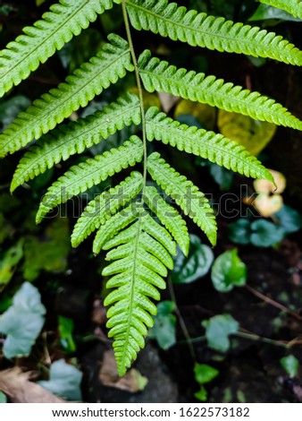 Diplazium is a genus of ferns that specifically includes the approximately 400 known species of twinsorus ferns.