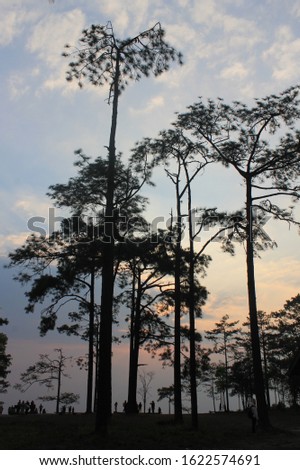 The shadow of the tree before sunrise at Phu Kradueng National Park