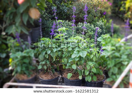 Market for sale plant in pots, stock photo