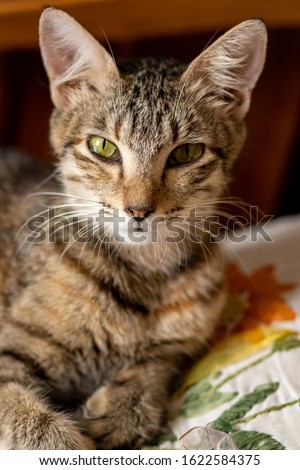 Portrait of brown eyed female cat 