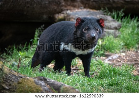 Tasmanian Devil in open woodland environment Royalty-Free Stock Photo #1622590339