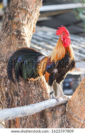 Close up portrait of Beautiful chicken, Colorful white bantam chicken Asia, A singing rooster in the early morning