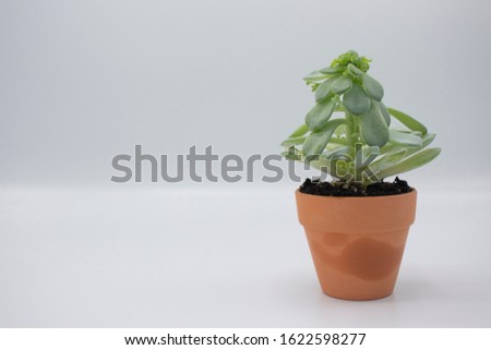 Succulent plat in a terracotta pot isolated in white background