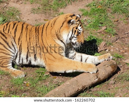 Siberian tiger playing with tree branch - closeup view