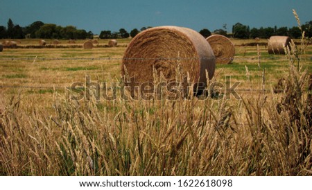Sunny day on a rural landscape with hay bales on the trimmed dried grass field with green trees in the background. Taken during the trip towards Venus Bay, VIC, Australia