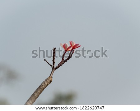 Background image show tip of pink plumaria or frangipani flowers in blue sky.