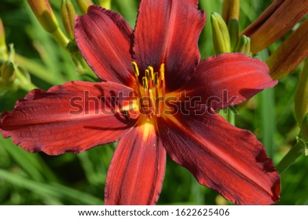 Red day lily flower (Hemerocallis Crimson Pirate ) close up