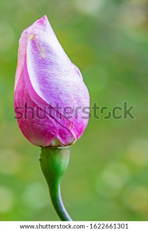 close up  pink rosebud in nature