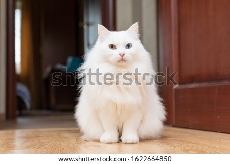 White fluffy turkish angora cat with different eyes closeup portrait. Close up photo of white cat in flat on a wooden flor Royalty-Free Stock Photo #1622664850