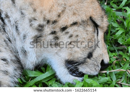 Cheetah sleeps on the grass