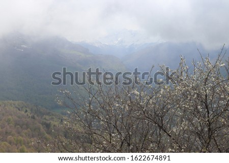Spring landscape with a wonderful view of the mountains and a blossoming apple tree in a park on the territory of the Caucasus Mountains, Karachay-Cherkess Republic, Russia.