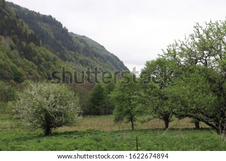 Spring landscape with a wonderful view of the mountains and a blossoming apple tree in a park on the territory of the Caucasus Mountains, Karachay-Cherkess Republic, Russia.