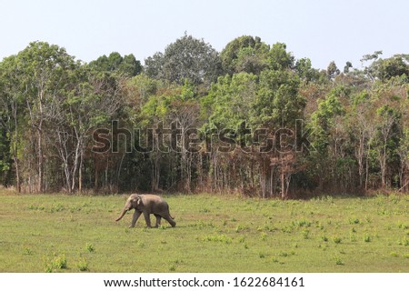 Elephant walking in the forest, 
Khao Yai National Park, Thailand