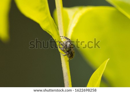 A closeup shot of a small jumping spider on a plant