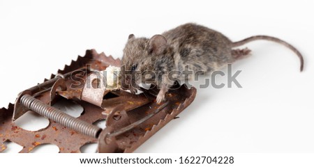 The mouse fell into a mousetrap on a white background.