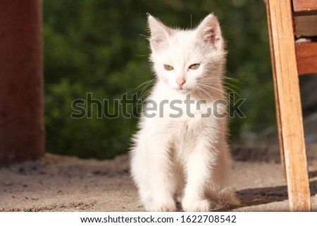 little white kitten squints while sitting in the bright sun. kind of like something bad