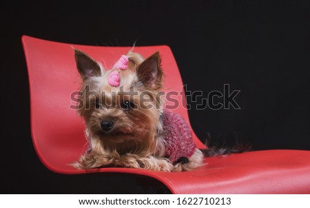 a small emotional dog sits and lies on a red chair on a dark background in beautiful outfits