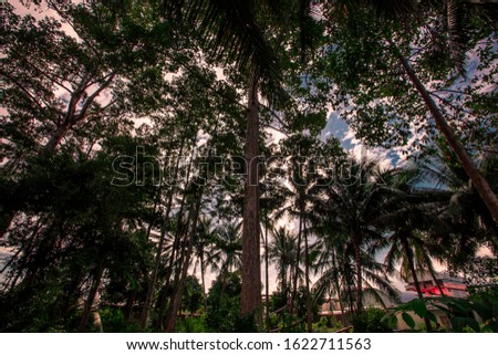 The blurred background of the shade of big trees, coconut trees and the sun's rays shining down, making the weather not so hot and the wind blowing through is cool.