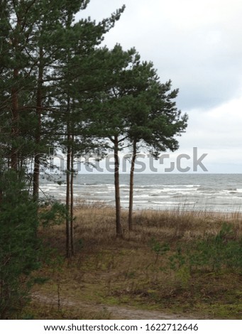 stormy winter sea, dunes and pines                               