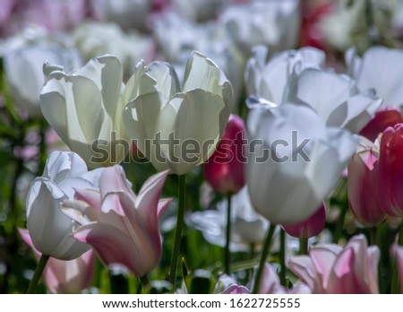 Beautiful flowers in the tulip field. Pretty spring background. Close up photo of white and pink tulip flowers.