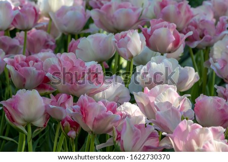 Beautiful soft pink flowers in the tulip field. Pretty spring background. Fine, pastel Close up photo.