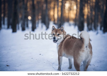Portrait of an Shiba inu in the snow. Red, small dog standing in the forest and smile