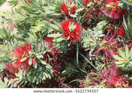 a pohutukawa plant with red flowers 5254