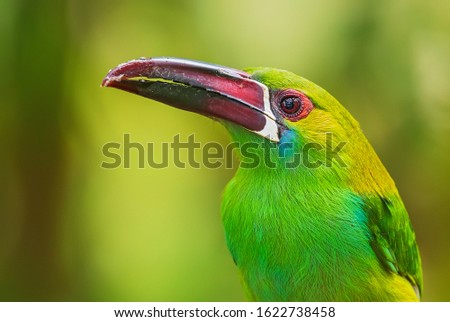 Crimson-rumped Toucanet - Aulacorhynchus haematopygus, beautiful green toucanet from South American forests, Amagusa, Ecuador.
