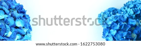 Flower arrangement of blue hydrangeas on a white background. Background for invitations, greetings, and postcards. Banner.