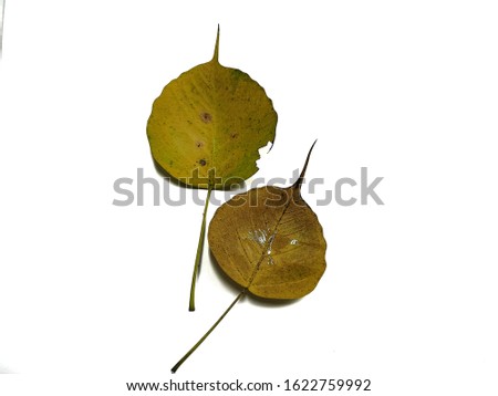 Brown autumn leaves in white background