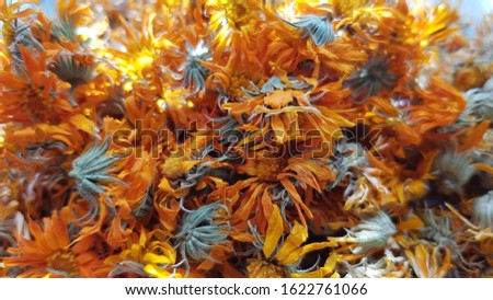 Messy pile of dried calendula flowers with curly orange petals. Medicinal plant calendula inflorescences are drying on air under sunlight. Eco herbal medicines. Shades of red yellow natural backdrop.