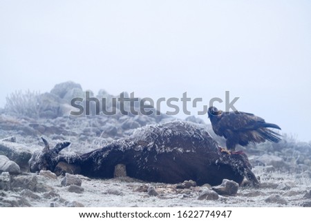 Eagle feeding behavior. Golden aegle with carcass of big cow, with snow and rime in the fur coat. Wildlife scene from nature, stone rock habitat in the winter Bulgaria, Europe.                       