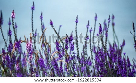 Lavender overlooking calm blue waters