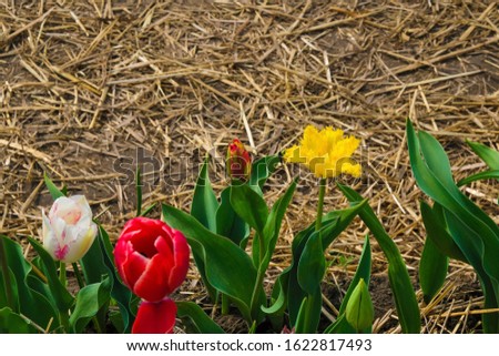 Rare yellow terry tulip with black insect and multicolored tulips on straw background in Ukraine. Top view. Copy space.