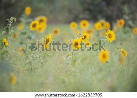 Sunflowers in field during summer.