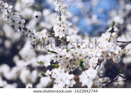 Spring border or background art with pink blossom. Beautiful nature scene with blooming tree and sun flare. Easter Sunny day. Spring flowers. Beautiful Orchard Abstract blurred background. Springtime.