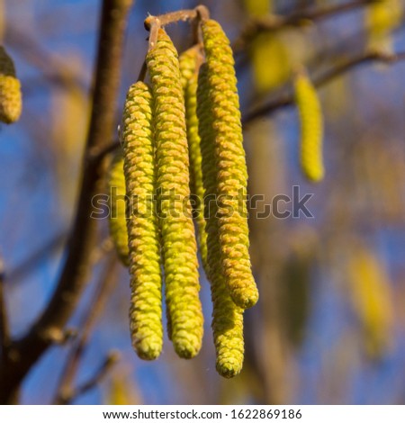 The picture was taken in winter. In early spring, hazel will bloom and give pollen for pollinating flowers. Bees will collect pollen in winter.