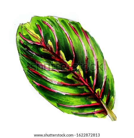 Tropical leaves. Botanical watercolor illustrations. Maranta leaf isolated on white background beautiful illustration for books, textiles, packaging, design, postcards, Wallpaper