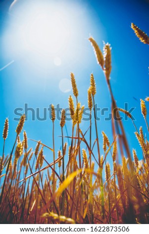 Cereal field on sunny day. View on golden ears of barley against the blurred background of blue sky. Bottom view. Agriculture, agronomy, industry concept.