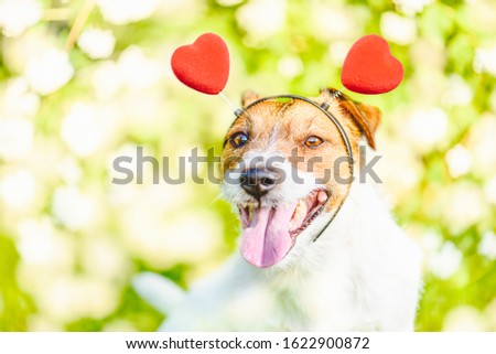 Happy dog wearing headband with hearts as Valentine day concept