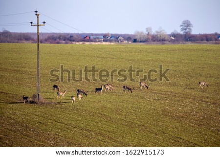 Group of male and female roe deer standing on agricultural crop field. European wildlife. Capreolus capreolus